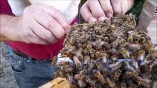 Apicoltura introduzione  di ape regina in uno sciame