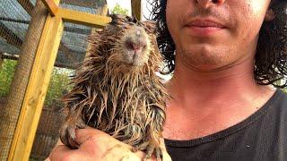 Big Ounce Becomes a Capybara