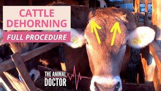 Cattle Dehorning Dairy Cows - HOW TO DO IT