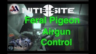 Feral Pigeon Control With Air Rifles