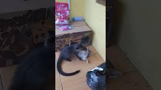 rafka kucing vs musang 1