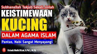 Keistimewaan Kucing Dalam Islam Pantas Jadi Hewan Kesayangan Rasulullah