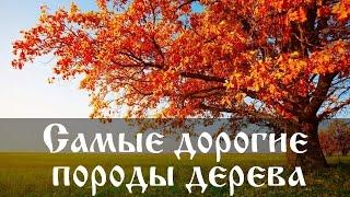 Самые дорогие породы дерева