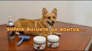 #74 Cara Mengatasi Bulu Rontok pada Anjing  LUNA HAPPY FAMILY  Indonesia