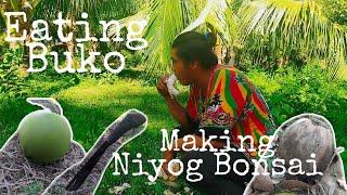 Fresh Buko sa Soong and making a Niyog Bonsai