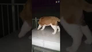 كلب اكيتا امريكي ابن شهرين جرو، كلاب باواه. Akita American Paoa Dogs.