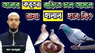 If someone elses pigeon moves into the house is it halal to keep it?  Sheikh Ahmadullah Foroz Tv