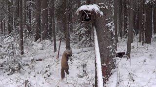 Охота на Соболя и Куницу капканами. Сезон 22-23г. Третий путик ДВОЙНАЯ УДАЧА