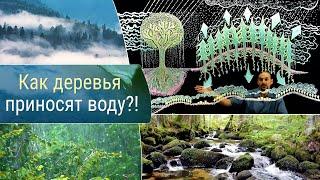 Как деревья создают воду?