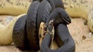 King COBRA vs PITÓN - Batallas Salvajes - Documentales de Animales 