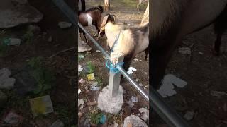 update harga kambing qurban #shorts #shortvideo #goat #kambing