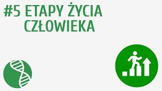 Etapy życia człowieka #5  Rozmnażanie i rozwój 