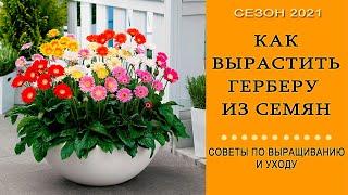 Как вырастить герберу из семян  Руководство по выращиванию герберы  Шаг 1 посадка