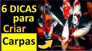  6 Dicas para Criar Carpas A ÚLTIMA é a mais  IMPORTANTE