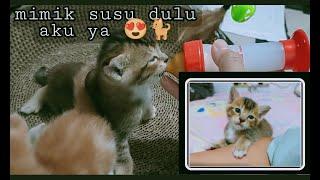 ANAK KUCING MINUM SUSU  LUCU SEKALI MY LOVELY CAT 