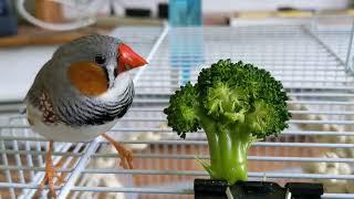 Zebra Finch eating its veggies