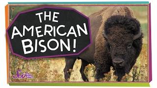 Meet the American Bison