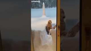 Golden Retrievers Dive Into 40 Inches of Snow  Dogtooth Media