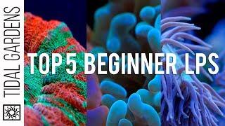 Top 5 LPS Corals for Beginners