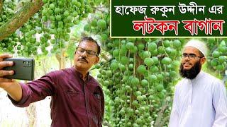 901-ভিটামিন সি’তে ভরপুর লটকন। জেনেনিন চাষ পদ্ধতী-র.ই মানিক চিত্রপুরী   Manik Chitrapuri Krishichitra