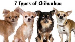 7 Types of Chihuahua Youll Love  Different types of Chihuahua