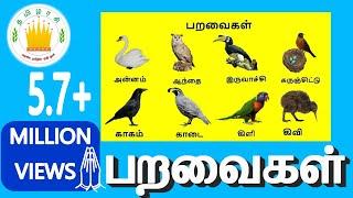 பறவைகள்  Learn Tamil Birds Name video for Kids and Children