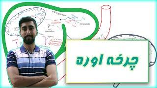 چرخه اوره در بیوشیمی   Urea Cycle