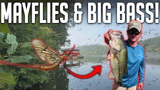 How to Catch BIG Bass in the Mayfly Hatch