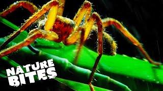 Deadly Bug Disguises   Micro Monsters   Nature Bites