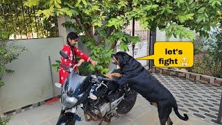 My dog become angry  Rottweiler dog  try not to laugh 