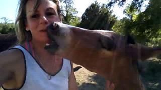 horse sexy hot kiss with sexy Girl