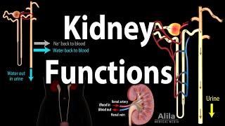 Kidney Homeostatic Functions Animation
