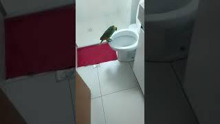 Попугай поет в туалете