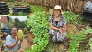 All About Growing Spaghetti Squash