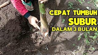 Cara menanam pisang raja tutorial lengkap dan detail