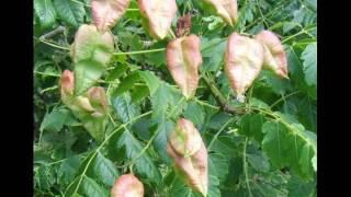 Koelreuteria paniculata