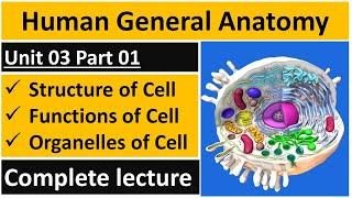 What is the Structure of Cell  Function of Cell in UrduHindi  Human Cell Anatomy  BSN Lectures
