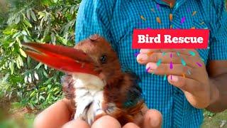 Rescuing a Kingfisher Bird in Distress Wildlife Rescue Mission