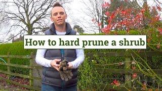 How to Hard Prune shrubs & plants