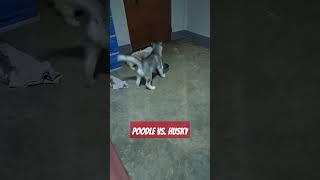 dog fight