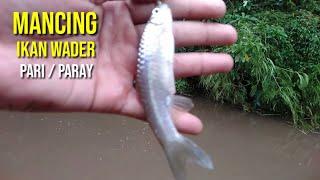 Mancing ikan Wader pari  paray