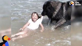 Dog Saves His Little Girl From The Ocean  The Dodo