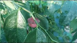 How To Prune And Propagate Katuk Cangkok ManisMadhura Cheera马尼菜