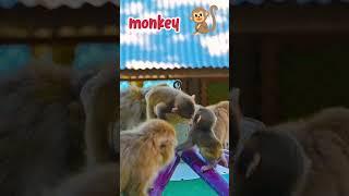 बंदर वीडियो।