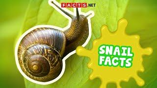 Snail Facts You Probably Didnt Expect