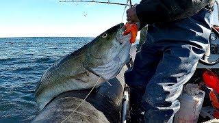 ГИГАНТСКАЯ ТРЕСКА В ЛОДКЕ  GIANT COD IN THE BOAT