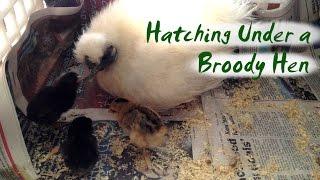 How to Hatch Eggs Under a Broody Hen