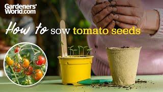 How to sow tomato seeds  Rosie Yeomans