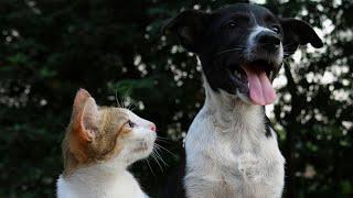 Funny cats and dogs 2024Funny animals videos