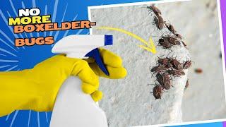 Natural Spray to Get Rid of Boxelder Bugs & Beetles Inside or Outside Your House